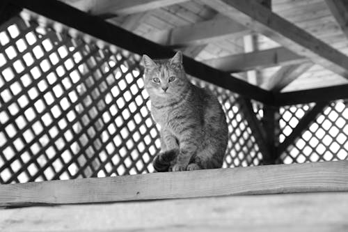 Фотография кошки, сидящей на деревянной панели в оттенках серого