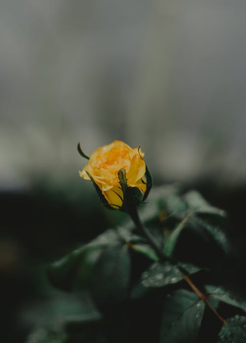 黄玫瑰的选择性聚焦摄影
