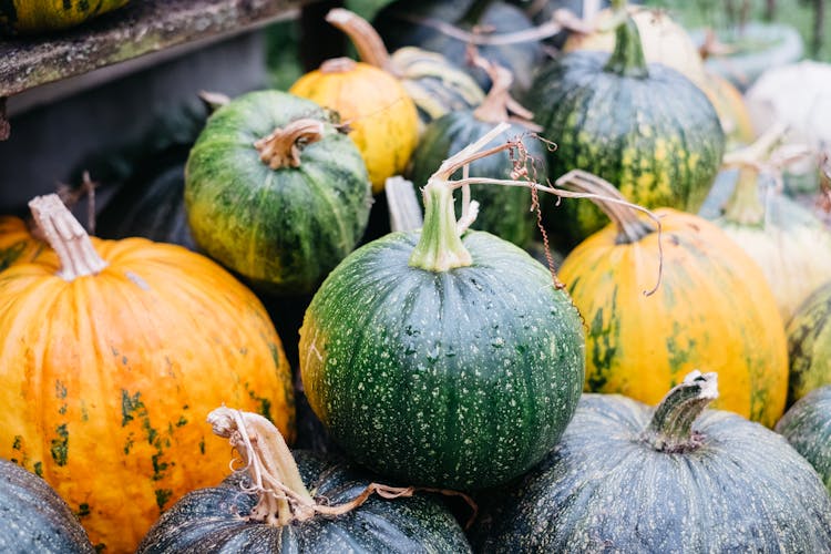 Green And Yellow Small Pumpkins