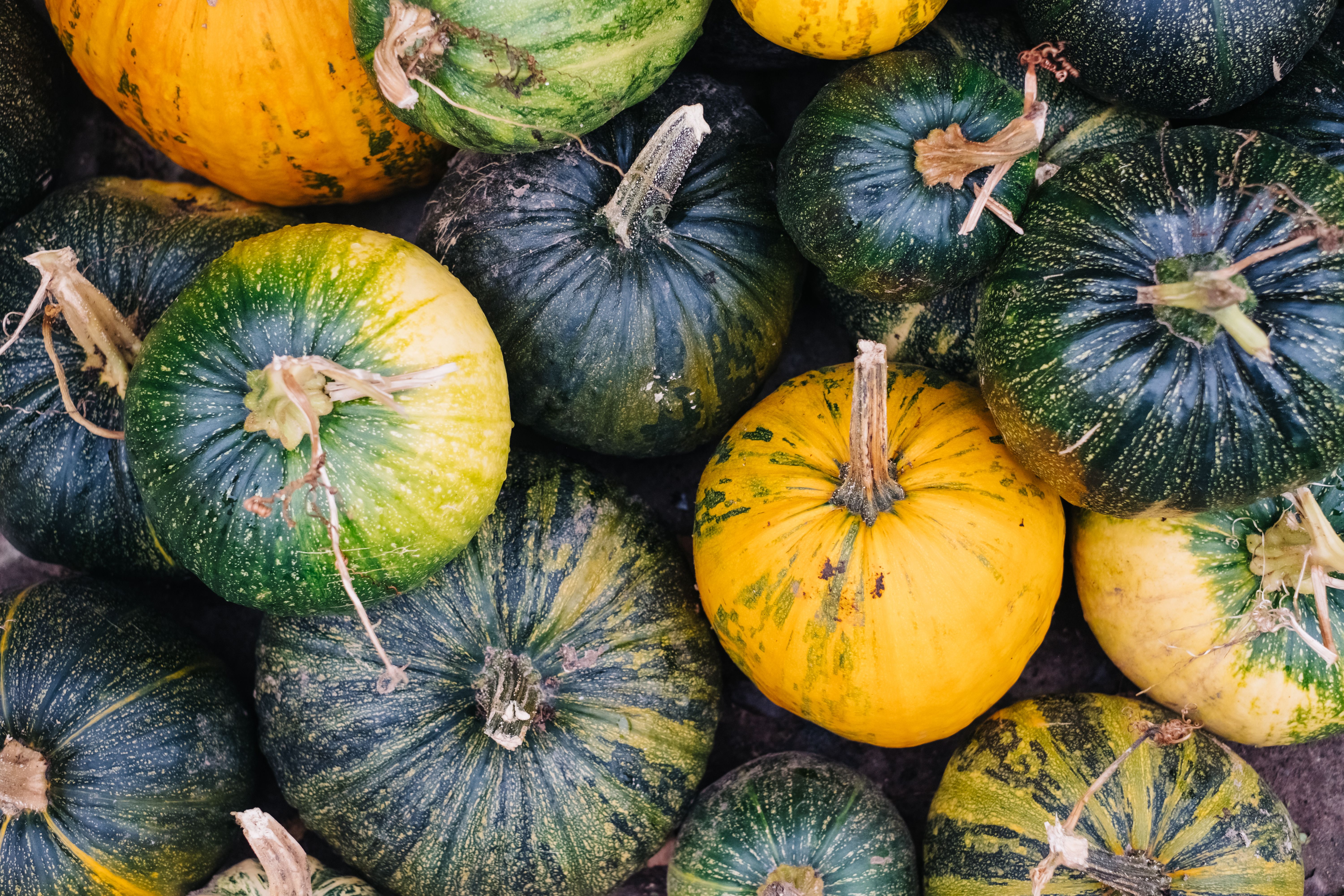 What Does an Unripe Pumpkin Look Like? - Chef's Resource