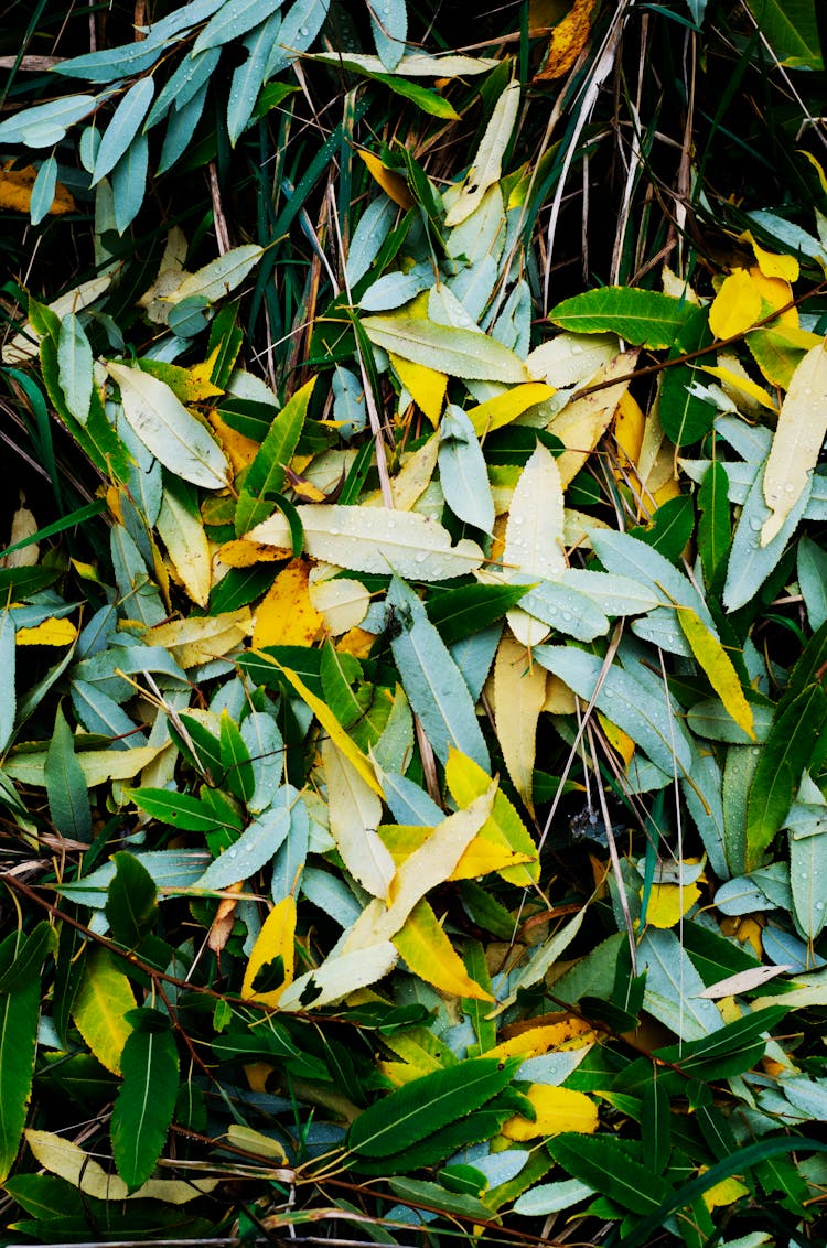 Overhead Shot Of Green Leaves On The Ground