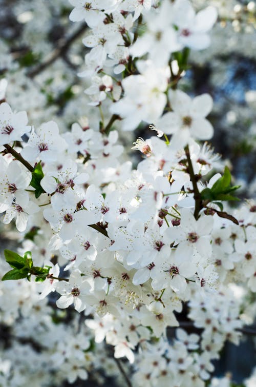 White Flowers in Close Up Photography