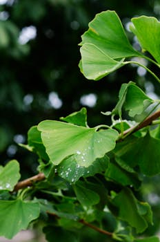 Detailed view of green Ginkgo biloba leaves adorned with fresh water droplets.
