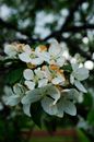Free stock photo of apple, apple tree, blooming