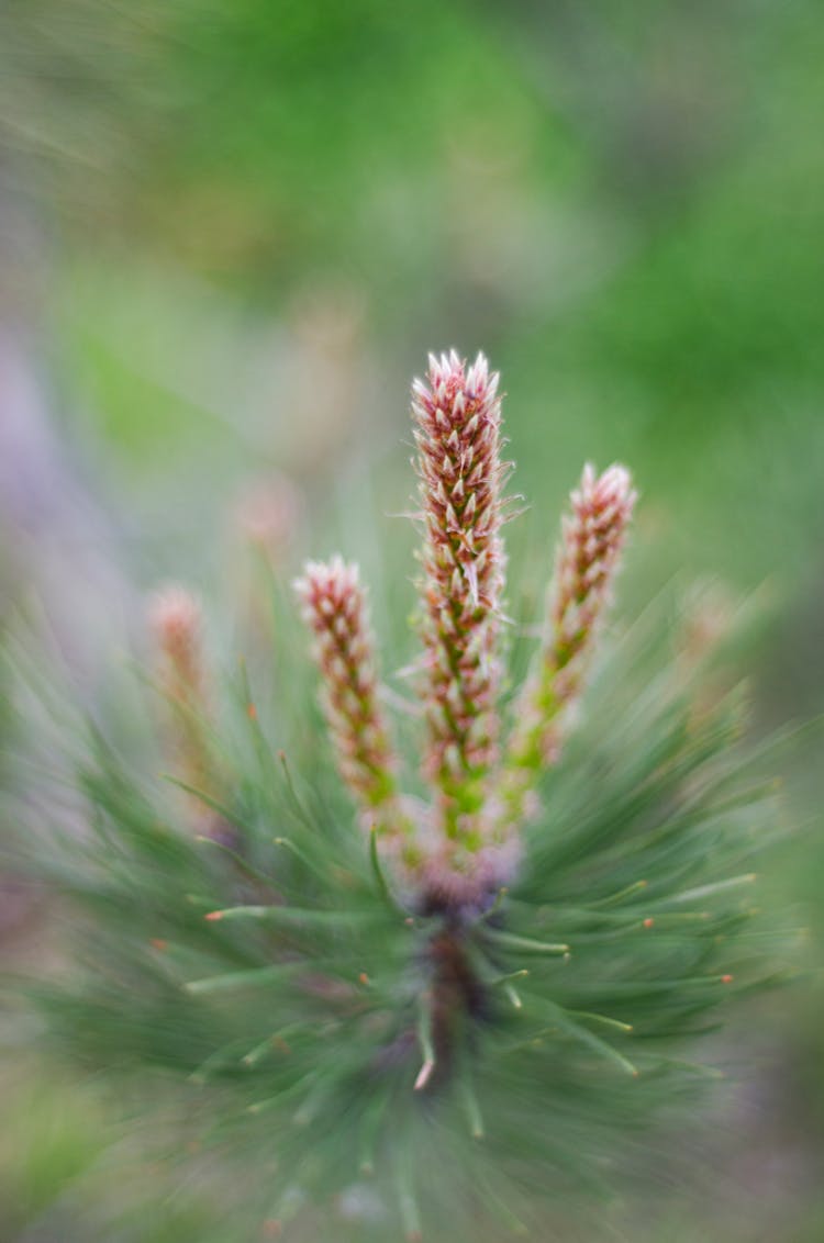 Soft Focus Photo Of Mountain Pine Bud
