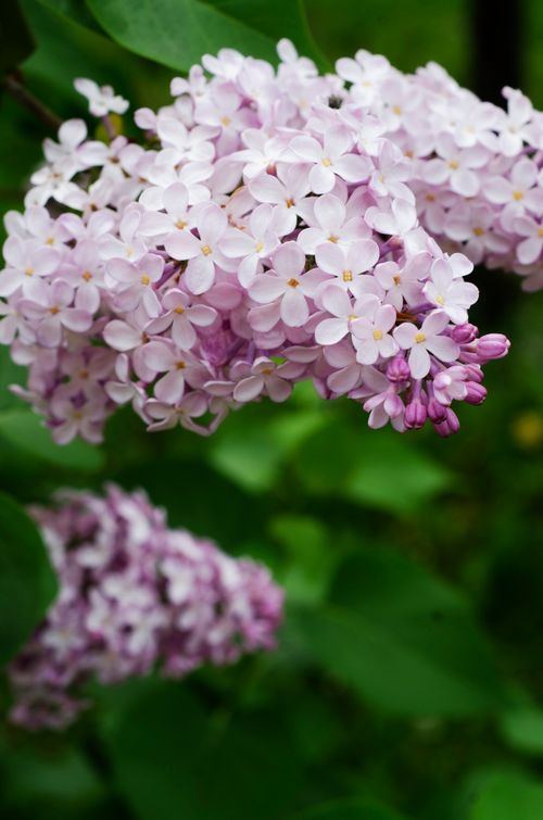 Free Delicate lilac flowers showcasing vibrant colors and freshness in full bloom. Stock Photo