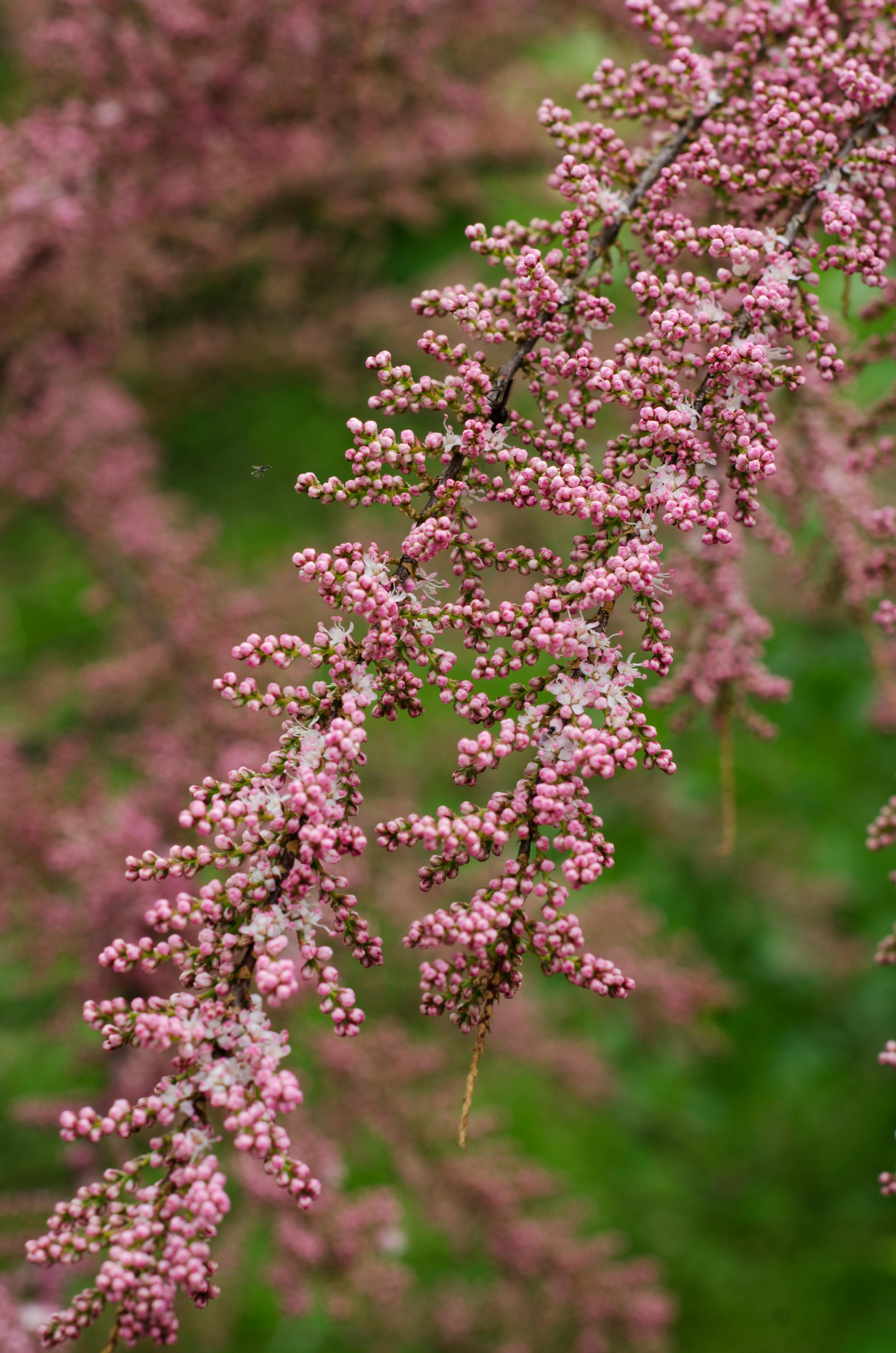 Free A detailed view of a tamarix branch adorned with pink blossoms, captured in natural light. Stock Photo