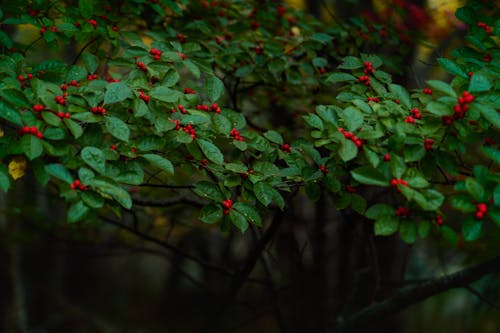 Бесплатное стоковое фото с winterberry, завод, зеленые листья