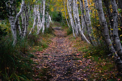 Imagine de stoc gratuită din arbori, codru, frunze căzute