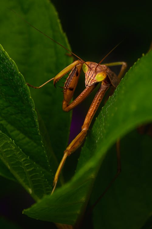 Close-Up View of Mantis