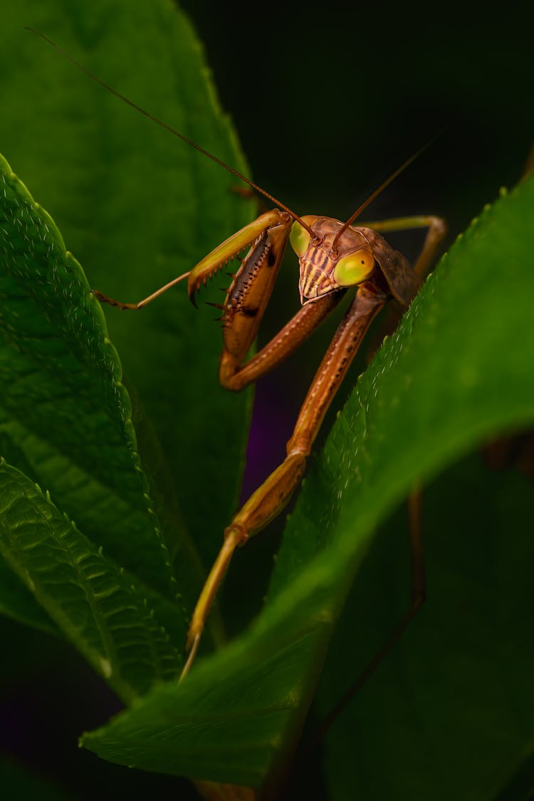 Close-Up View Of Mantis