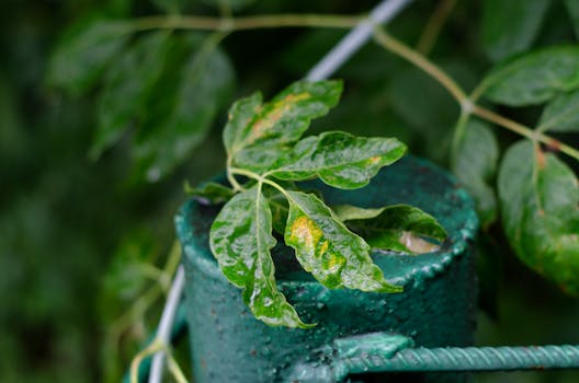 Detailed view of fresh green leaves with glistening water droplets.