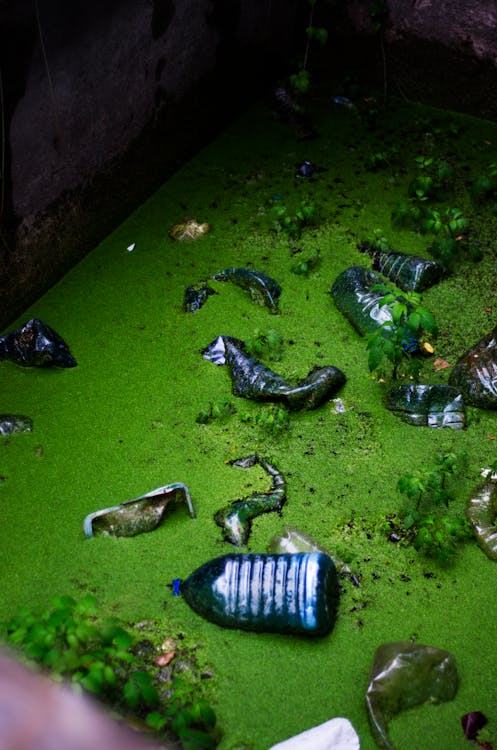 Free Plastic bottles and trash floating in a polluted green algae-covered waterway. Stock Photo