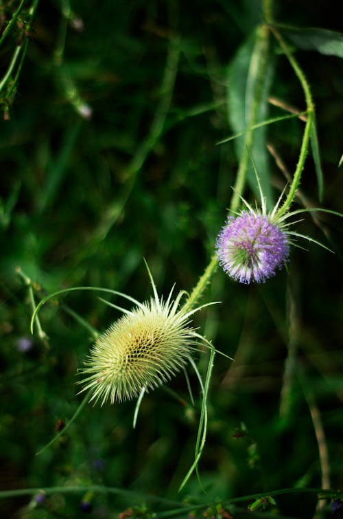 Gratis stockfoto met bloemblaadjes, bloemen, bruisend