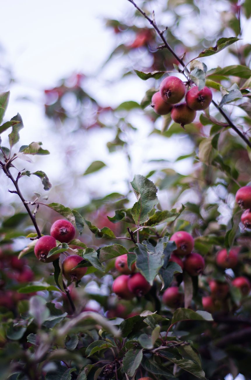 apple fruit thinning clusters