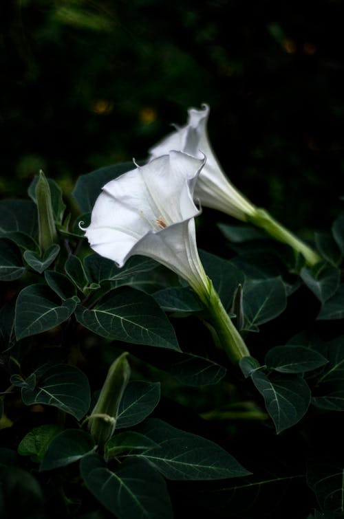 무료 꽃 사진, 수직 쐈어, 식물군의 무료 스톡 사진