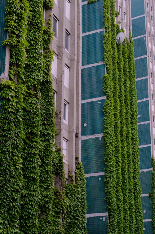 Green Plant on Blue Concrete Building