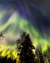 Aurora Borealis over Northern Forest