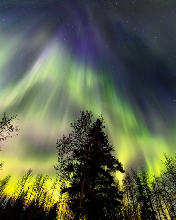 Free Fotos de stock gratuitas de al aire libre, arboles, Aurora boreal Stock Photo