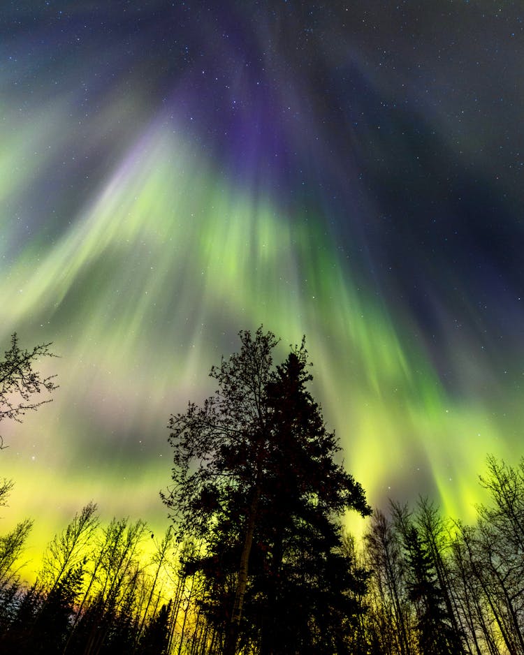 Aurora Borealis Over Northern Forest