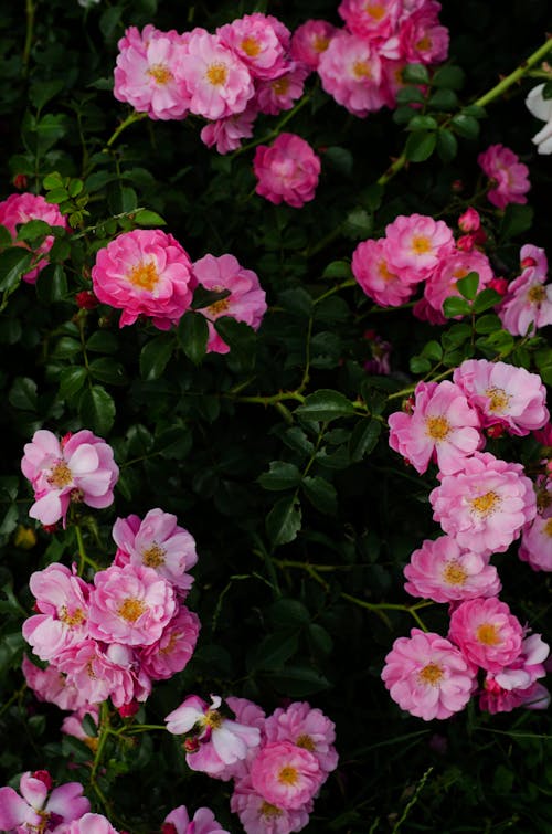 Pink Roses in Bloom