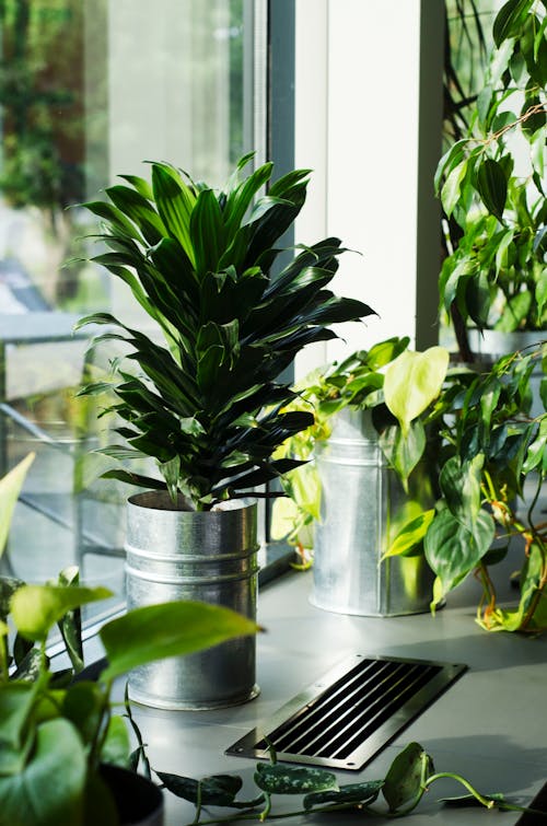 Indoor Plants in Metal Buckets