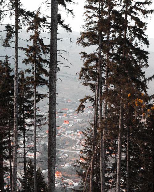 Free Pine trees with a scenic view of a village below on a misty day. Stock Photo