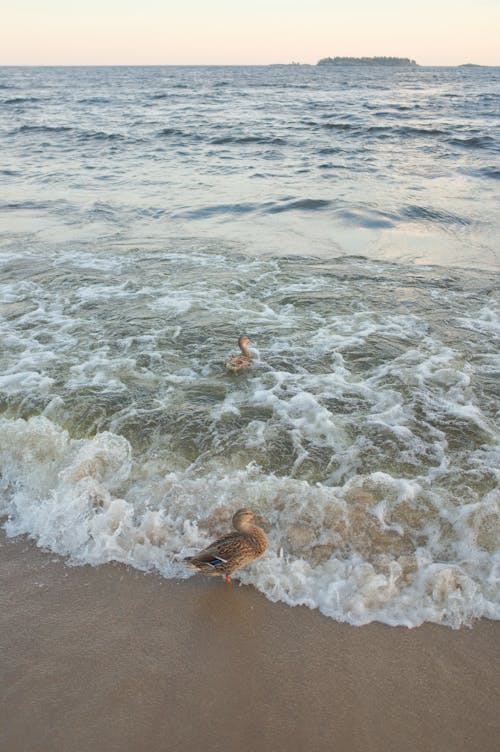 Free dalmak, deniz, dikey atış içeren Ücretsiz stok fotoğraf Stock Photo