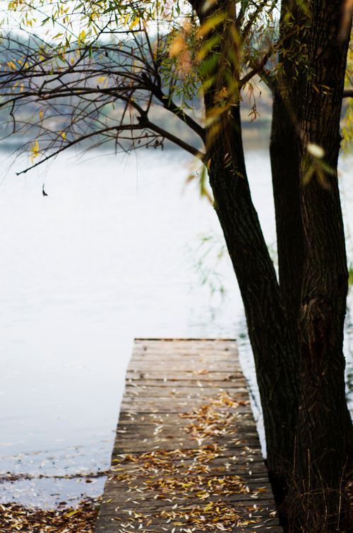 Free A serene scene of a wooden dock beneath a tree on a calm lake. Ideal for nature and tranquility themes. Stock Photo