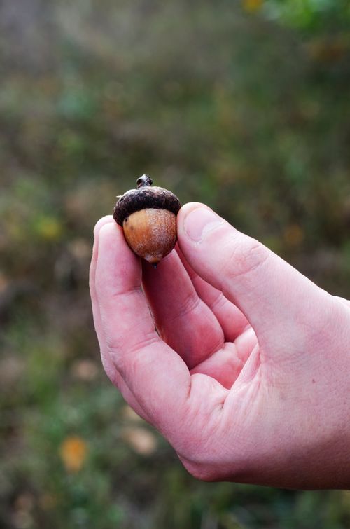 Free Close-up of a person's hand holding an acorn in a natural outdoor setting. Stock Photo