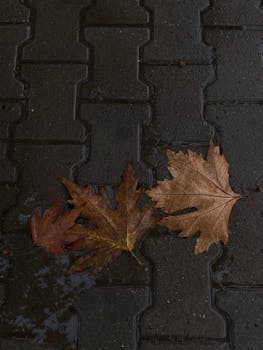 Two dried maple leaves on wet brick road in an autumn setting.