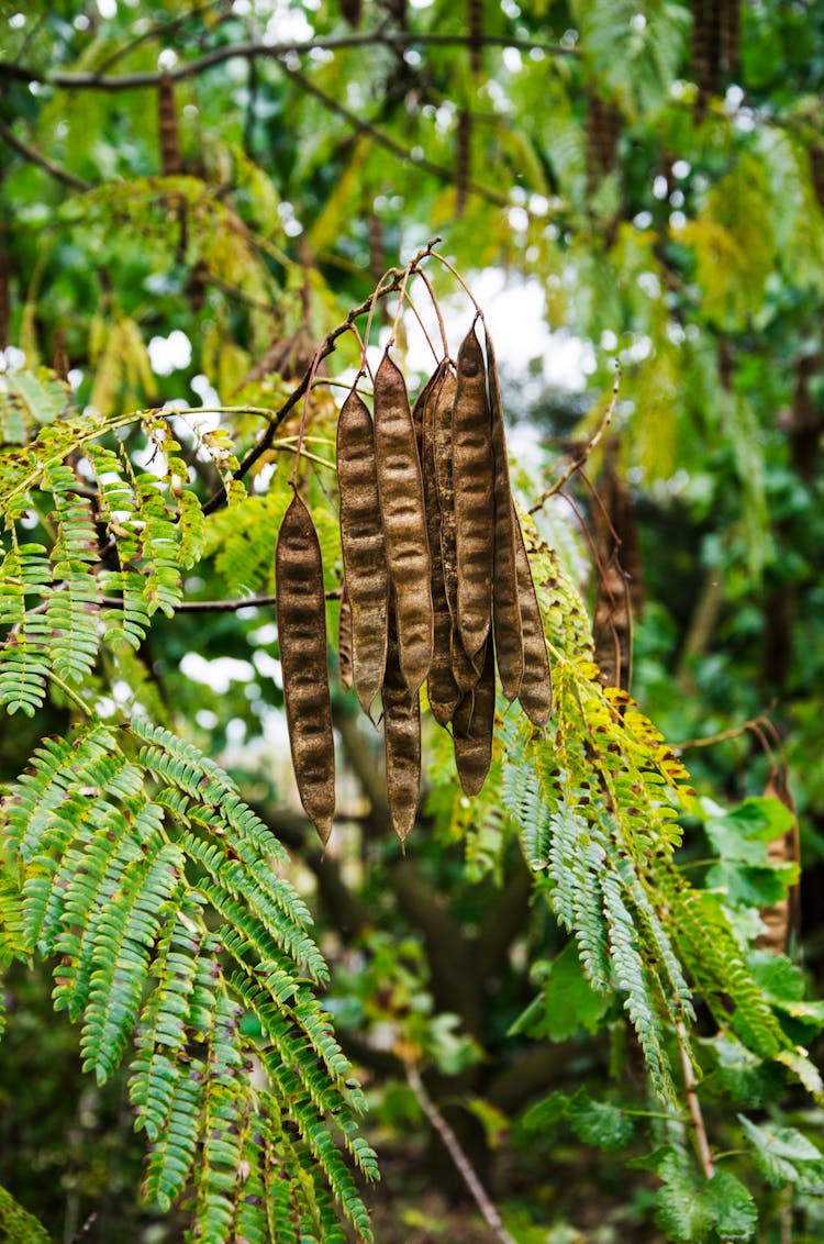 Persian Silk Tree 