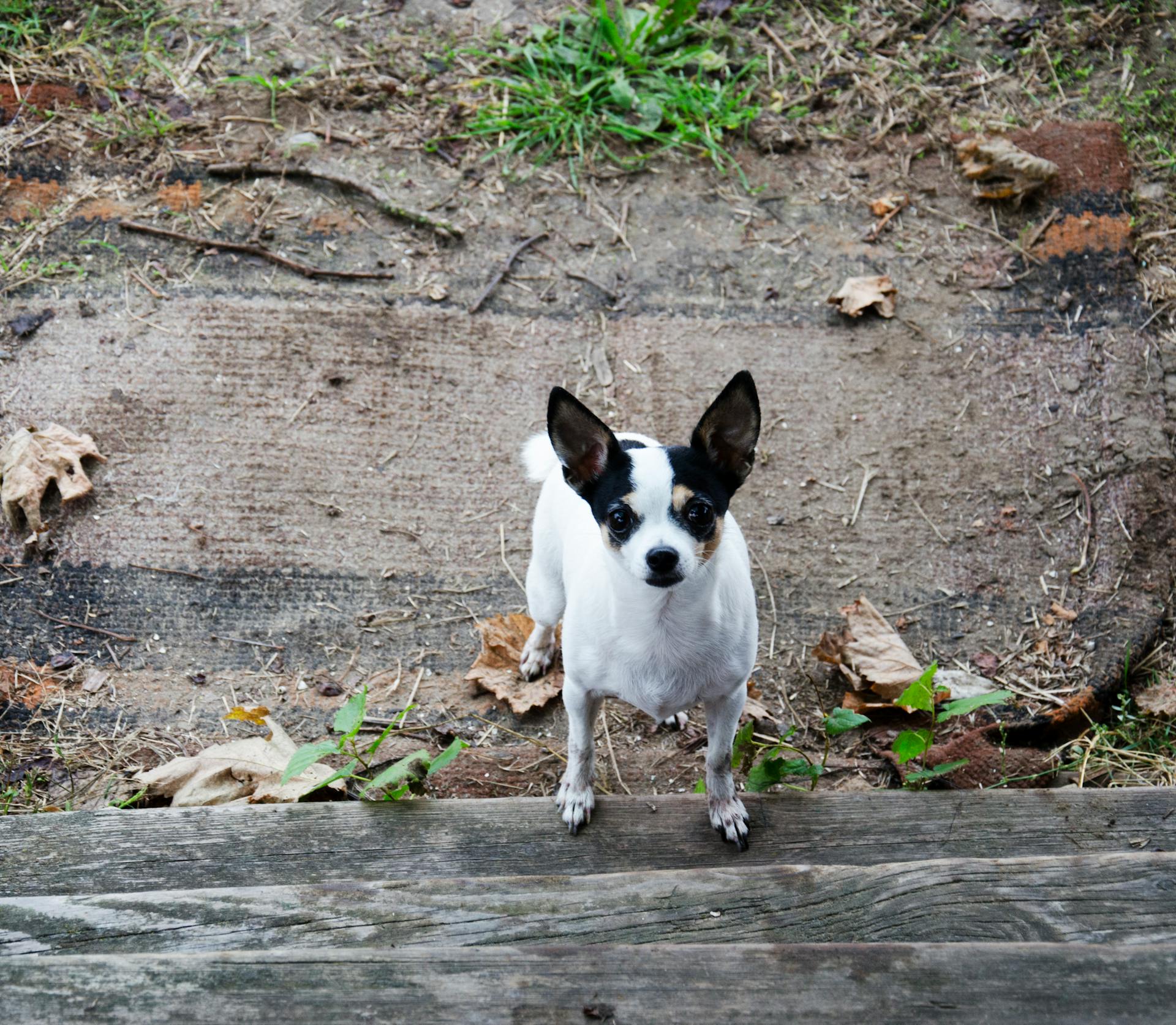 A Close-Up Shot of a Chihuahua