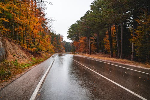 Wet Asphalt Road Between Trees