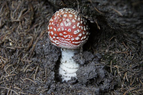 Free Macro Shot of Red and White Mushroom on Black Soil Stock Photo