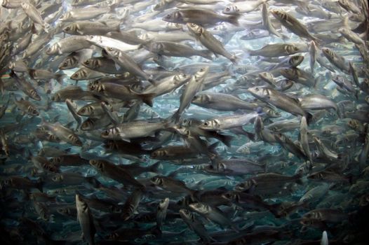 Fishes in the water