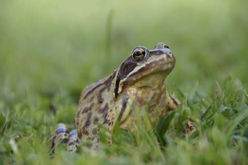 A Close-up Shot of a Frog on the Grass