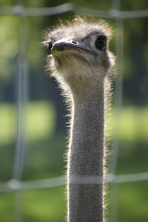 Close-Up Shot of an Ostrich