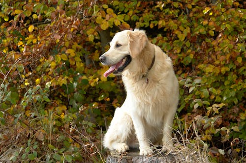 A Labrador Retriever Sitting on a Log