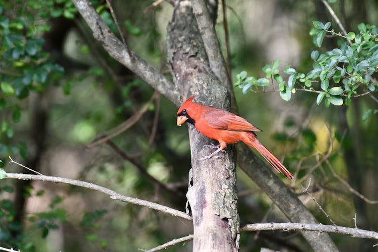 Red Cardinal Bird On Tree Branch