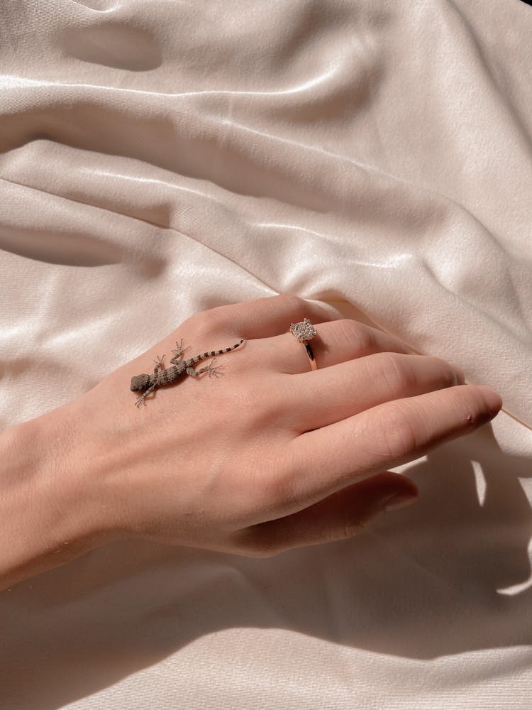 Close Up On Small Lizard On Womans Hand