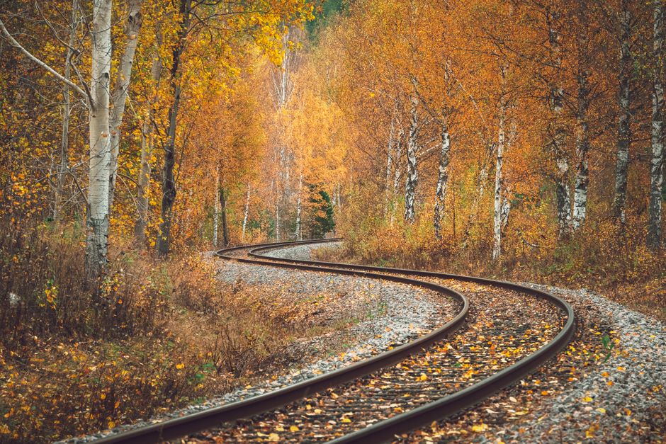 Railroad tracks winding through a vibrant autumn birch forest with fallen leaves.