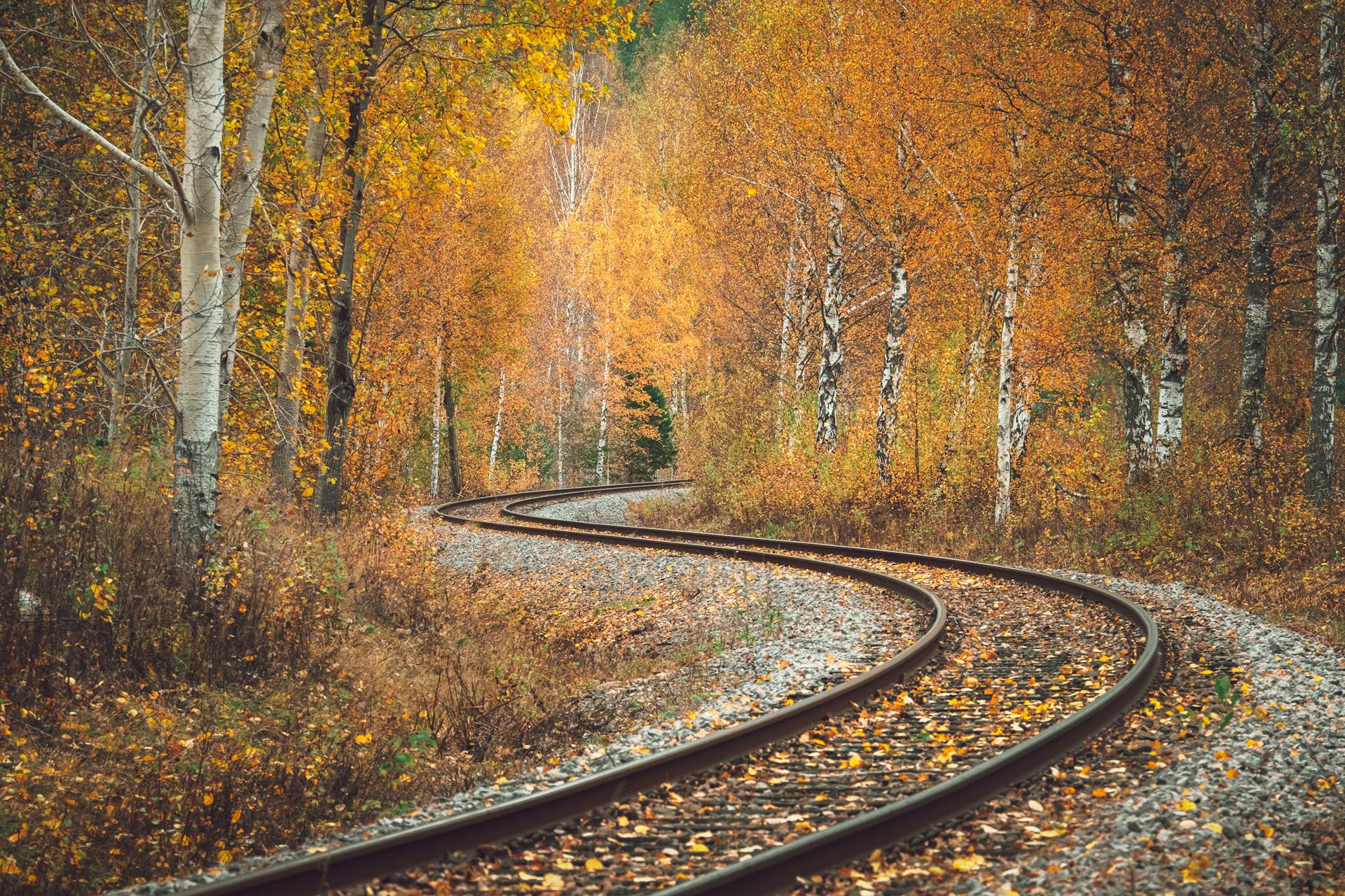 Railroad Tracks Running Through Autumn Birch Forest