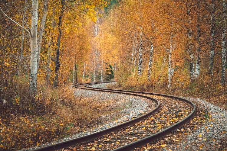 Railroad Tracks Running Through Autumn Birch Forest