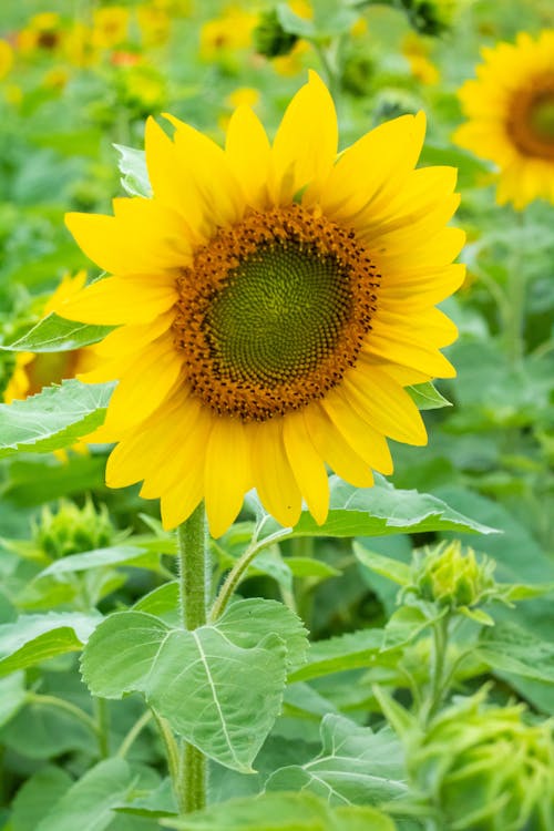 Foto profissional grátis de broto, fechar-se, flor amarela