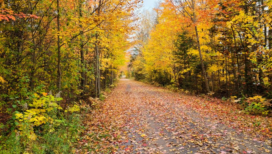 Lac Philippe Campground Returns: Gatineau Park's Fan Favourite Reopens in June