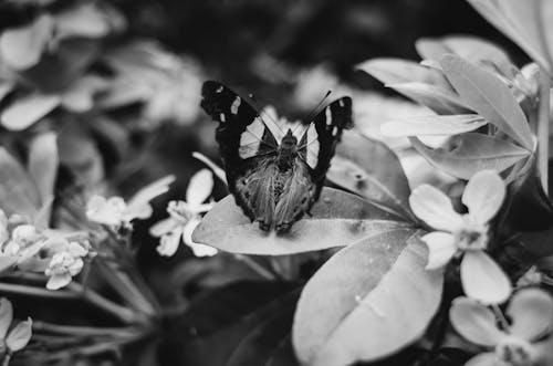 Free 
A Grayscale of a Butterfly on a Leaf Stock Photo