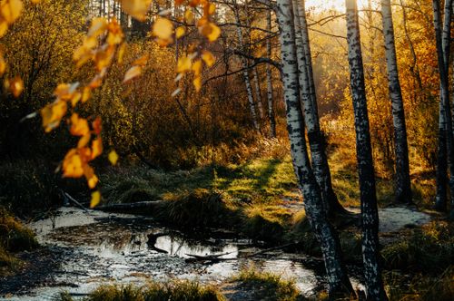 Free Tranquil autumn landscape featuring birch trees and a gentle stream under warm sunlight. Stock Photo