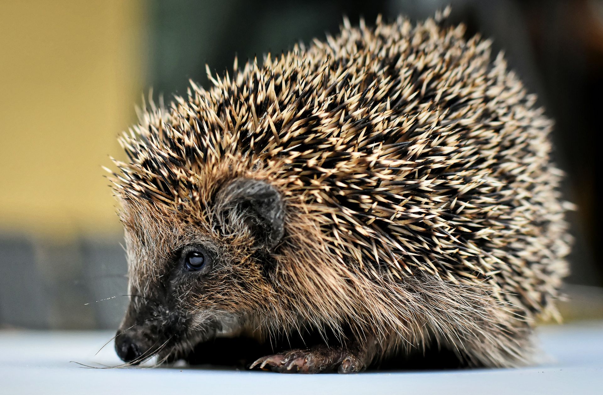 Detailed close-up photo of a hedgehog showcasing its spiny back and delicate features.