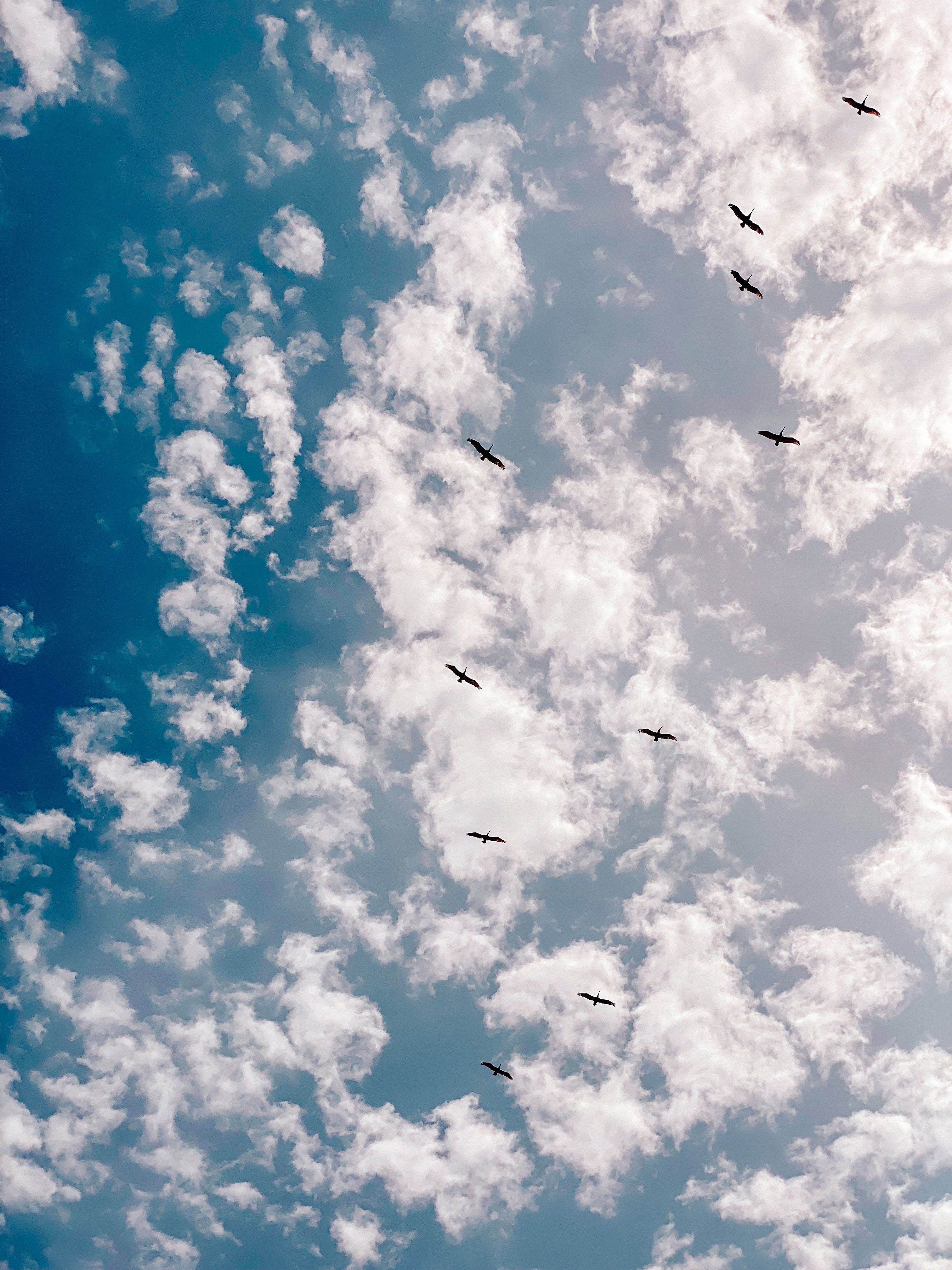 Birds Flying in the Sky at Dusk · Free Stock Photo